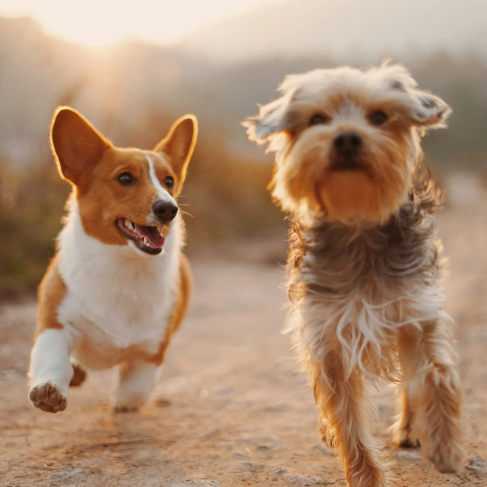 Two happy dogs running along a countryside path